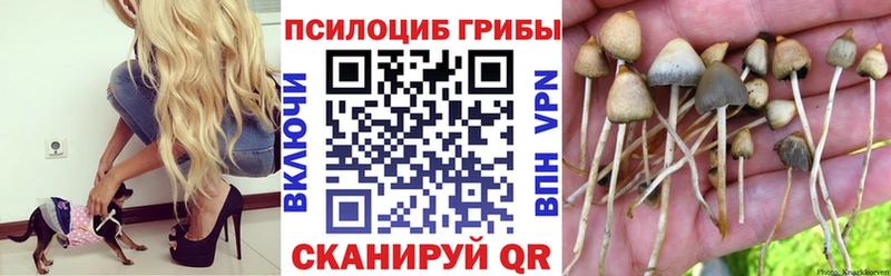 Псилоцибиновые грибы Cubensis Нерчинск